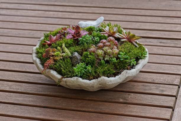 istock one round gray flowerpot with colored ornamental vegetation 1227013958