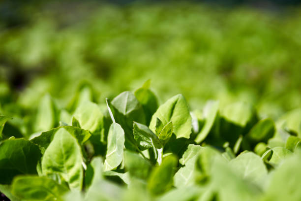 istock Garden orache in the spring 1227014008