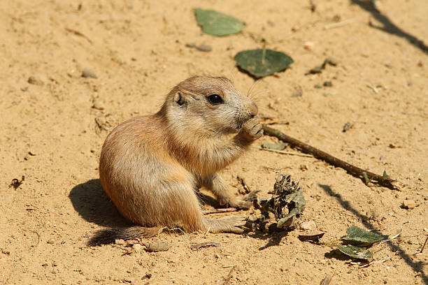 istock Baby prairie dog eating 122701446