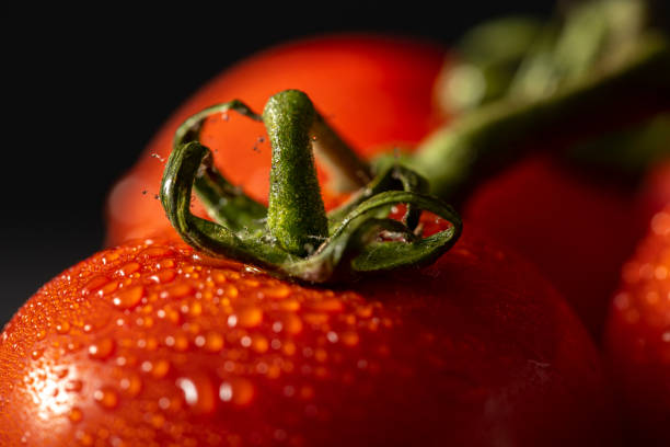 Close Up Fresh Tomatoes with Drops Of Dew isolated black background