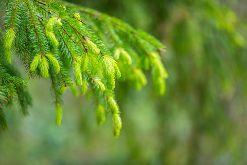 Fir tree branch in springtime. Fresh branchlet with light green spruce shoots.