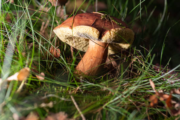 Side view of a porcini mushroom