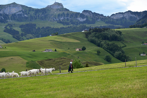 Weissbad, Canton of Appenzell Innerrhoden, Switzerland-May 23st 2020:A girl in traditional Swiss costumes, bring the goats  in a traditional procession called 'Alpaufzug' to the pastures. In the background you can see the famous mountain kronberg.