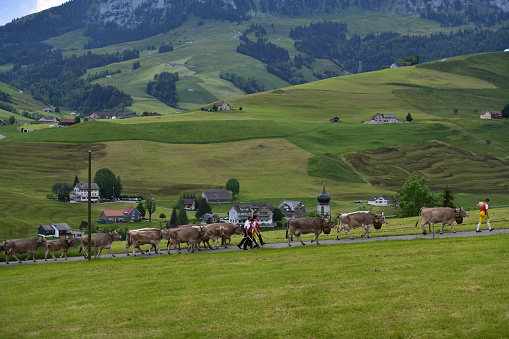 Weissbad, Canton of Appenzell Innerrhoden, Switzerland-May 23st 2020:A boy and  six Farmers in traditional Swiss costumes , bring the goats and cows in a traditional procession called 'Alpaufzug' to the pastures. In the background you can see the famous mountain kronberg.