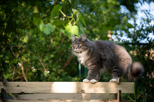 maine coon cat standing on wooden fence of compost heap outdoors in the garden