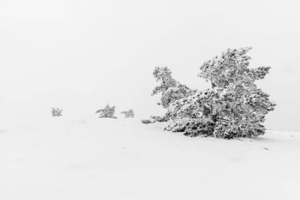 istock Black and white winter landscape with Christmas trees 1227017515