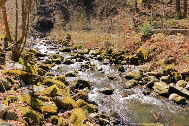 istock Cascades on a clear creek in a forrest 1227017554
