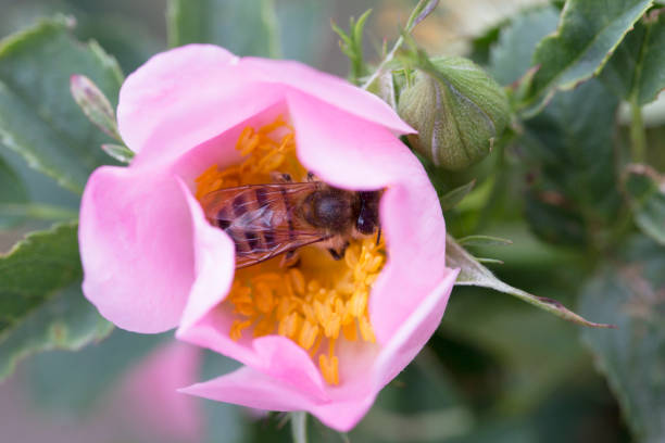 istock spring (summer) rose flower and bee. Bee on a flower. Bee on a pink flower 1227017769