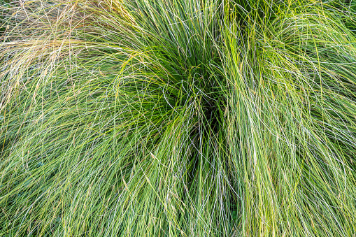 Fountain grass (Pennisetum) hairy long grass background seen close-up.