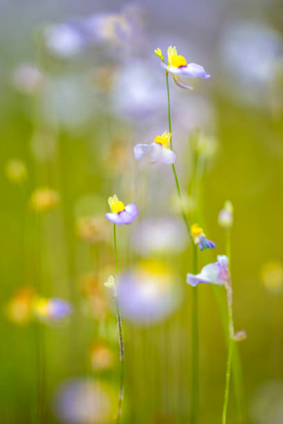 istock Utricularia livida, Leaden bladderwort. 1227019799