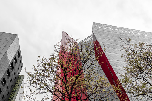 Young spring trees and urban glass buildings. Downtown of Montreal, Quebec.