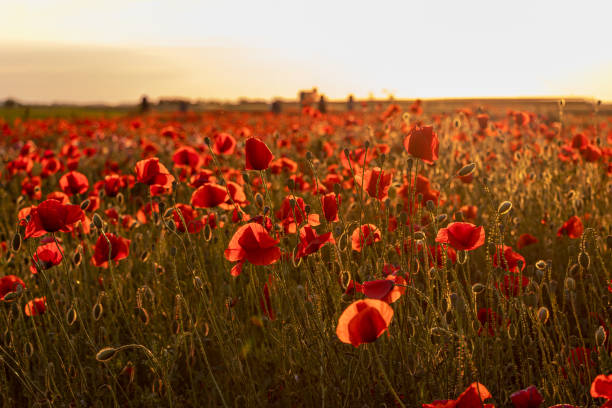 istock Poppy field at sunset 1227023067
