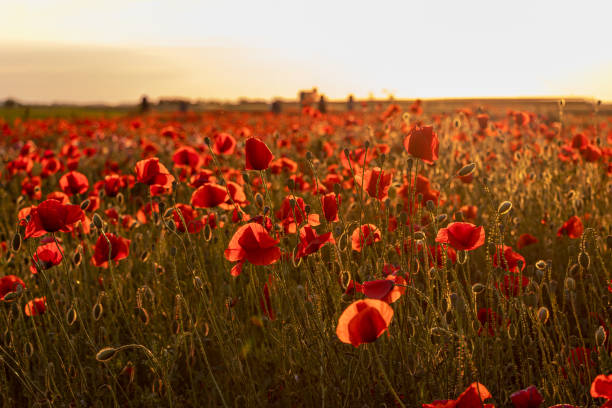 маковое поле на закате - flower red poppy sky стоковые фото и изображения