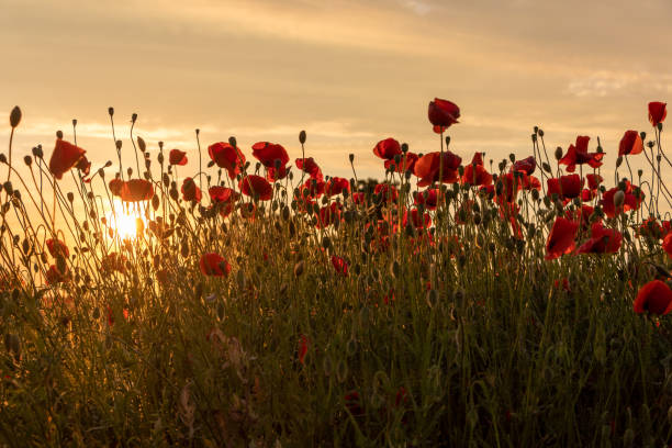 istock Poppy field at sunset 1227023161