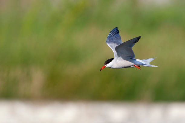 istock Common Tern (Sterna hirundo) bird in the natural habitat. 1227023170
