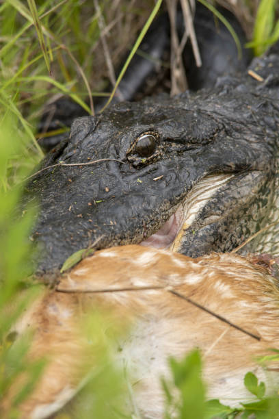 istock Alligator head with spotted dead fawn in its mouth 1227023215