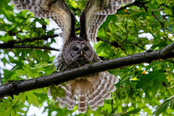 istock Barred Owl dancing on the tree branch, Surrey, BC, Canada 1227024152