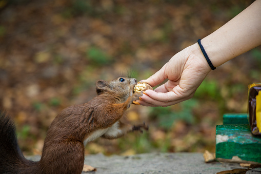 squirrel feeding from human hand funny animal scene outside space environment in park