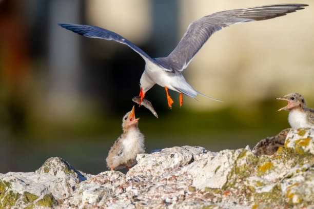 istock Common Tern (Sterna hirundo) bird in the natural habitat. 1227024254