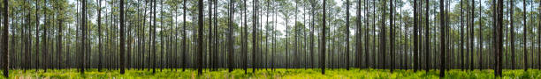 panorama von hinterleuchteten pinienwäldern mit sägepalme unter dem erdboden - forstwirtschaft fotos stock-fotos und bilder