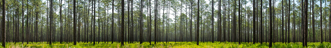 Panoramic shot of Longleaf pine forest that shows signs of prescribed fire on the blackened tree trunks. The low understory is dominated by a Saw Palmetto with gallberry and andropogon going to seed.\nPhoto taken at Goethe state Forest in North central Florida. Nikon D750 with Nikon 200mm macro lens