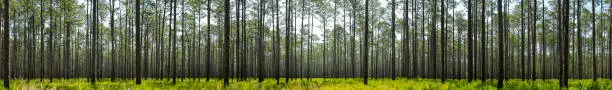 Photo of Panorama of backlit pine forest with saw palmetto understory