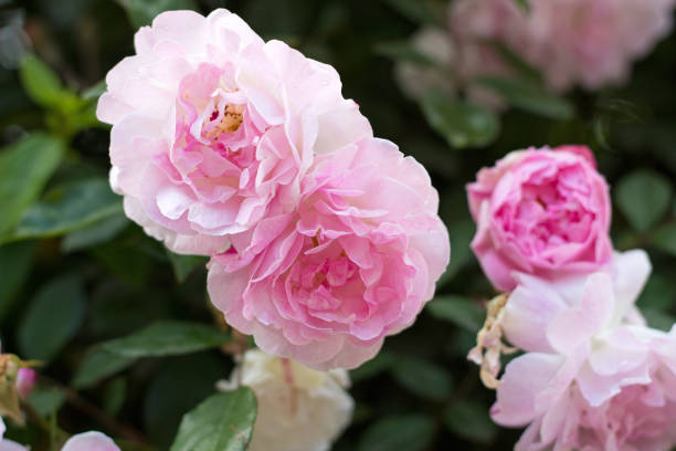 istock pink flowers together 1227024457