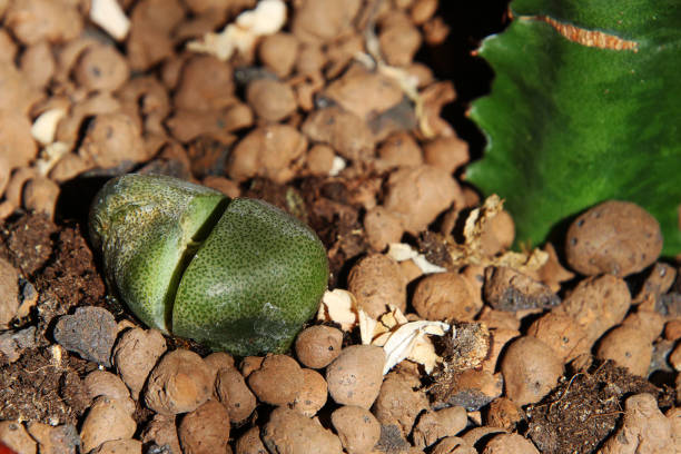 istock Green plant live stone lithops 1227025018