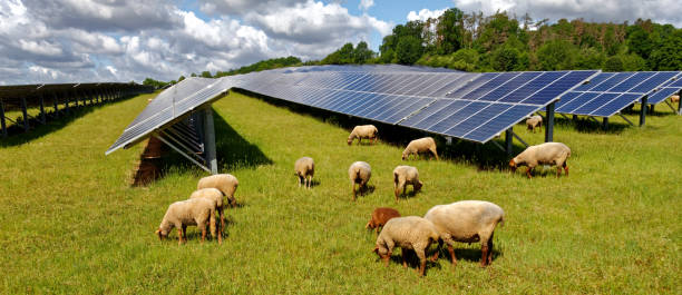 istock solar power station with sheep 1227025350