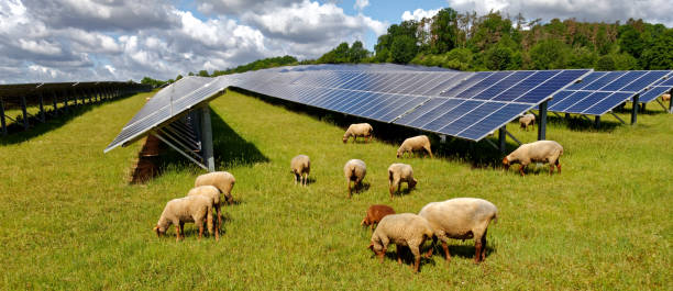 solar power station with sheep stock photo