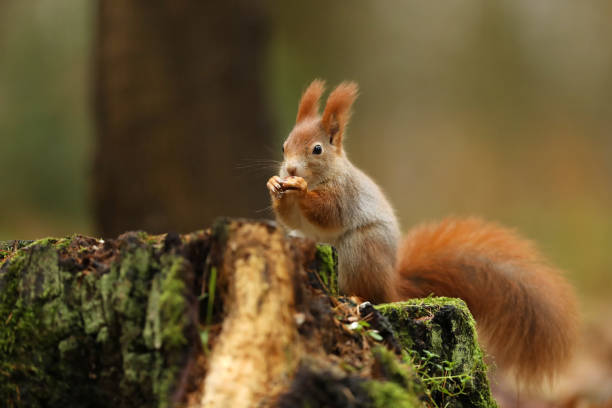 istock Cute red squirrel with long pointed ears eats a nut in autumn orange scene with nice deciduous forest in the background. Wildlife Czech. Sit on stump 1227025513