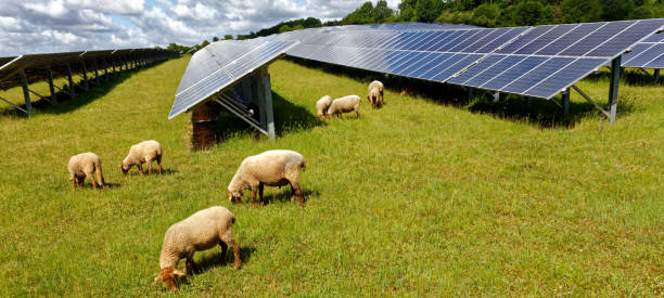 istock solar power station with sheep 1227025534