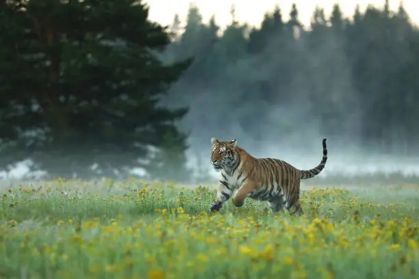 Siberian tiger in beautiful habitat. Panthera tigris altaica. Amur tiger running in the grass. Flowered meadow with danger animal. Wildlife Russia.