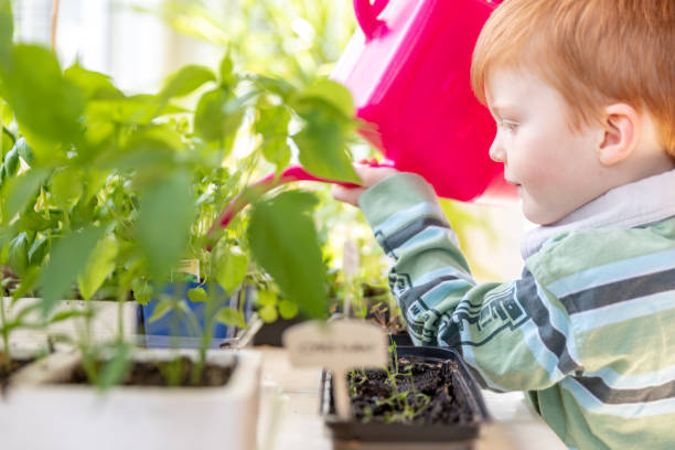 istock Cute Kid Watering Indoor Garden at Home During Springtime 1227025864