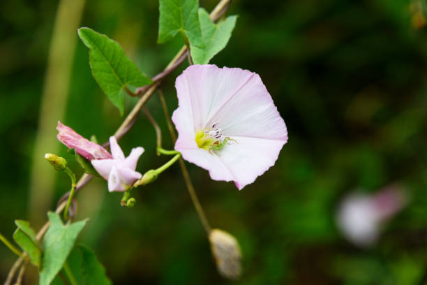 istock Blooming field bindweed and a small spider in a flower bud. 1227026739