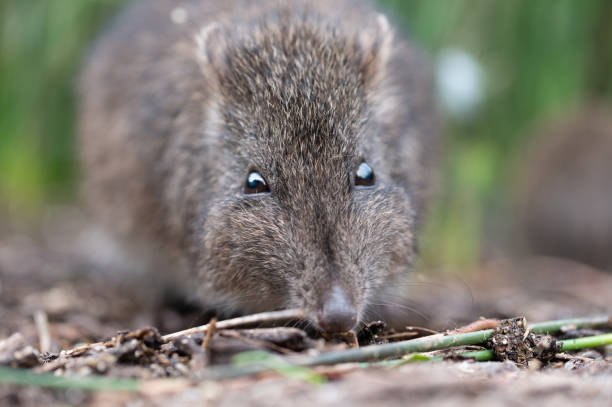 긴 노를 참는 포토루 클로즈업 및 카메라를 바라보며 - potoroo 뉴스 사진 이미지