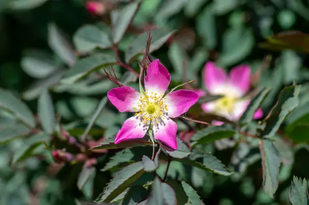 Rosa glauca rubrifolia red-leaved rose in bloom, beautiful ornamental redleaf flowering deciduous shrub, spring pink yellow white flowers on branches with dark foliage