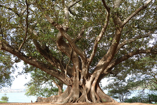 Ficus macrophylla en real jardín botánico en Sídney, Australia photo