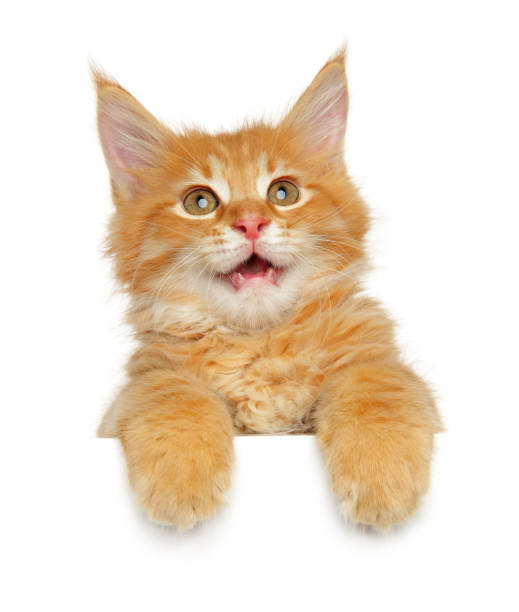 istock Maine coon kitten above banner 1227027982