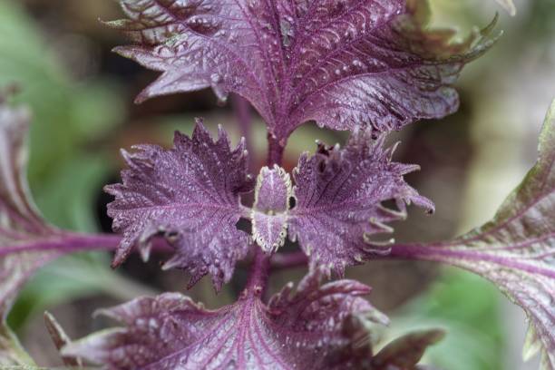 feuilles rouges et vertes de shiso, perilla frutescens - shiso photos et images de collection