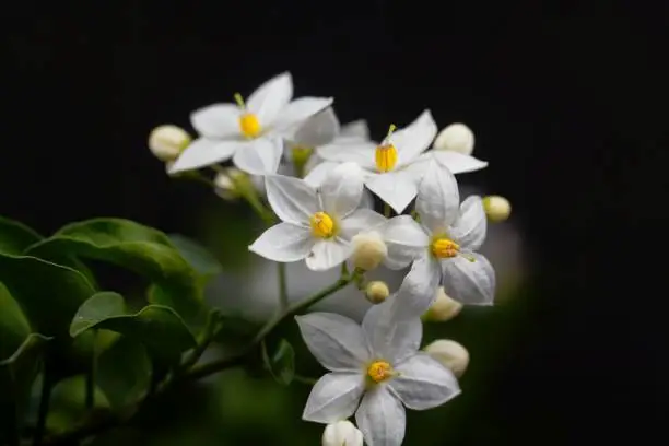 Photo of Flowers of a jasmine nightshade, Solanum laxum