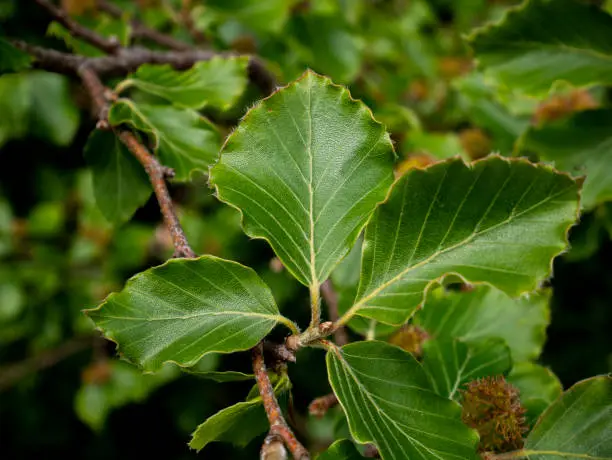 Close up view of leaves of a European beech branch, Fagus sylvatica.