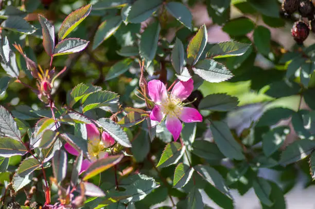 Rosa glauca rubrifolia red-leaved rose in bloom, beautiful ornamental redleaf flowering deciduous shrub, spring pink yellow white flowers on branches with dark foliage