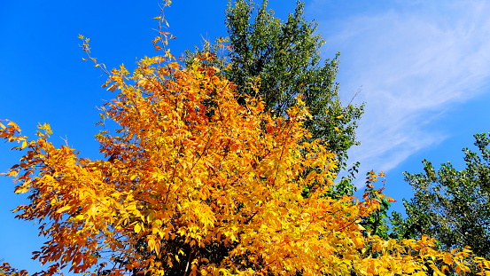 Bright colorful autumn background