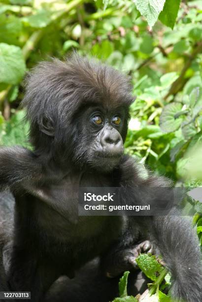 Baby Gorilla In Ruanda Teil Einer Serie Stockfoto und mehr Bilder von Affe - Affe, Afrika, Baum