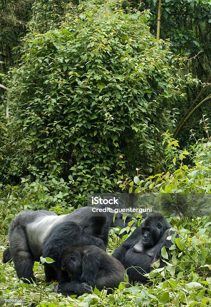 Rodziny, Eastern Lowland Gorillas w Kongo - Zbiór zdjęć royalty-free (Goryl)