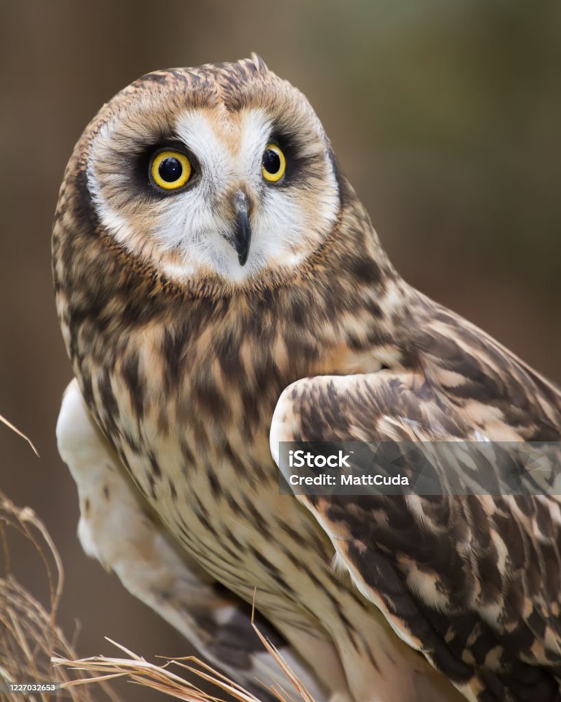 Short-eared Owl A short eared owl perched in field grass. Short-eared Owl Stock Photo