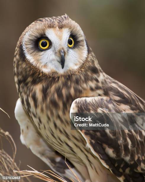 Shorteared Owl Stock Photo - Download Image Now - Short-eared Owl, Animal, Animal Wildlife