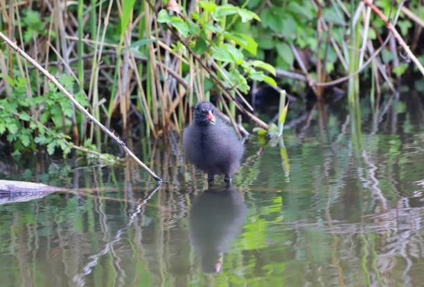 istock Fluffy Baby Moorhen 1227032827