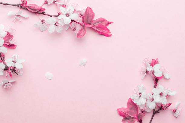 istock Spring border, spring blossom and April floral nature on pink background. Branches of blossoming apricot macro with soft focus. For easter and spring greeting cards with copy space. Springtime. 1227033113